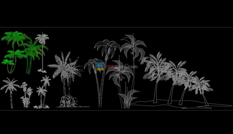 Areca catechu AutoCAD blocks free download